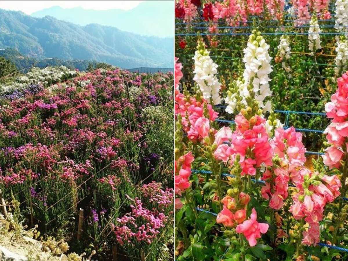 Northern Blossom Flower Farm [Atok, Benguet 2023 DIY Guide]